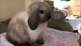 How to pick a quality mini lop [upl. by Burkley]