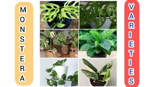 16 Different types of monstera plant  Monstera plant  monstera plant varieties [upl. by Yelyr79]