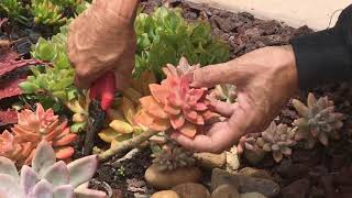 How to Prune Your Succulents [upl. by Ntsuj871]