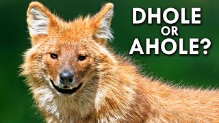 Dholes Are The Bane Of Tigers Everywhere [upl. by Philemon164]