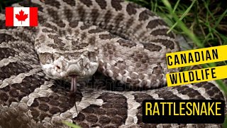 Ontarios Only Venomous Snake The Massasauga Rattlesnake [upl. by Ocsinarf60]