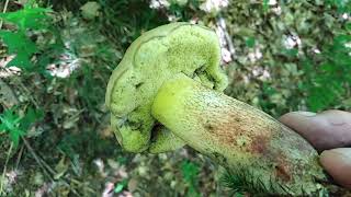 Caloboletus calopus Boletus calopus ljeponogi vrganj [upl. by Edia]