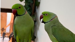 Malayalam talking parrot indianringneck parrot talkingparrot [upl. by Brubaker]