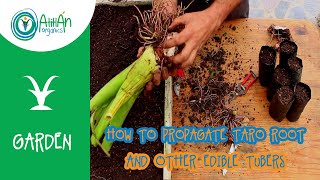 How to Propagate Taro Root and Other Edible Tubers  Edible Taro Plant  Atitlan Organics [upl. by Dorette]