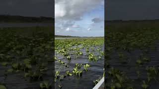 everglades florida explore nature beautiful amazing travel reisen usa bucketlist happy [upl. by Anilorac336]