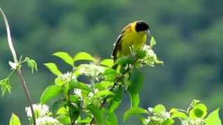 Birds in Istria Croatia [upl. by Colan]