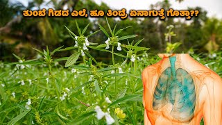 ತುಂಬೆ ಗಿಡದ ಬಗ್ಗೆ ಇಷ್ಟು ದಿನ ಯಾರು ಹೇಳದ ವಿಷಯ  Medicinal Benefits of Leucas  Tumabe Herb  Food Media [upl. by Bounds]