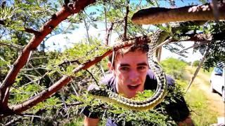 Herp Files The Boomslang [upl. by Ronica]