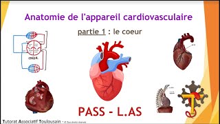 Anatomie de lappareil cardiovasculaire  partie 1  Le Cœur  Tutorat Associatif Toulousain [upl. by Lebana710]