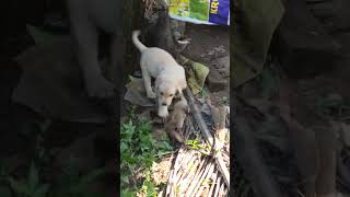 Top quality heavy bone Labrador puppy available in Ranchi Jharkhand dog video [upl. by Damek]