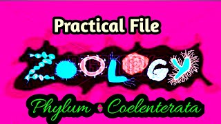 Phylum  Coelenterata  Zoology Practical File  diagram amp Comment BSc 3rd year 5th sem File work [upl. by Serge]