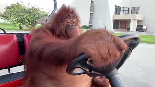 Orangutan driving golf cart 10 HOURS [upl. by Notsae]