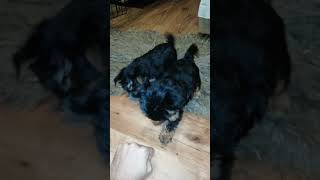 Yorkshire Terrier puppies are almost 2 months old [upl. by Atnohs]