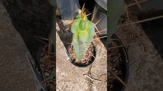 Trichocereus Bridgesii quotEssendon x Sinaquot cactus trichocereus plants gardening garden nature [upl. by Aerdnahs]