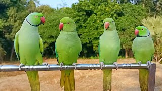 Ringneck Parrot Talking Sounds [upl. by Htabazile]