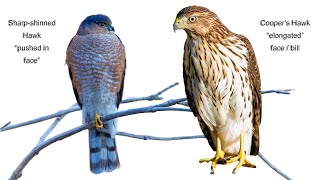 Sharpshinned Hawk  Coopers Hawk Comparison [upl. by Nelav344]