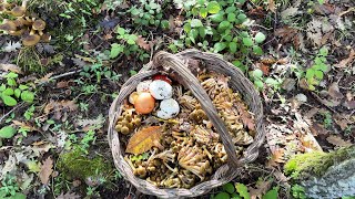 “Chiodini in Abbondanza La Magia dei Primi Funghi d’Autunno” Armillaria Mellea [upl. by Rowe]