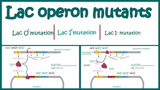 Lac Operon Mutants  The Use of Mutants to Study the lac Operon  Cis vs trans acting mutations [upl. by Lynnell]