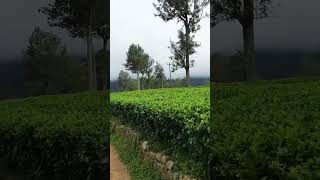 Beautiful Tea Estate at Bandarawela [upl. by Wong]