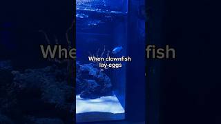 Clownfish breeding [upl. by Gaylene51]