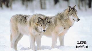 Part 1 Early History of Wolves in Idaho [upl. by Anihc]