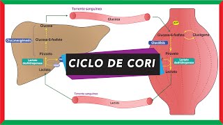 Ciclo de Cori ciclo del ácido láctico o lactado  Metabolismo [upl. by Sedgewake]