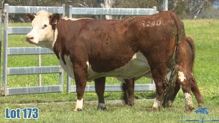 Lot 173 Yarram R240 [upl. by Brocklin610]