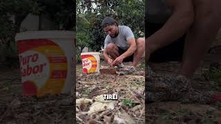 😱 NÃO ACREDITO ELE FEZ UMA CIRURGIA SOZINHO 🤯 viralvideo shortvideo galo [upl. by Boycie]