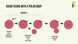 Genetic Mutations  Part 3  Polyploidy in Humans [upl. by Alfred]