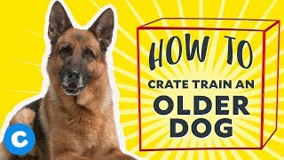 How to Crate Train an Older Dog  Chewy [upl. by Tur]