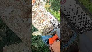 Chopping tops with an electric chainsaw treeworker [upl. by Wakeen]