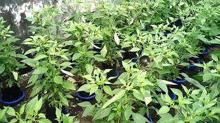 cabe hidroponik sitem mangkok cara berkebun sederhanagardening tips cabe rawit hidroponik [upl. by Assirralc]