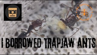 I borrowed Trap Jaw Ants from The Ant Merchant Odontomachus Clarus [upl. by Elwin254]