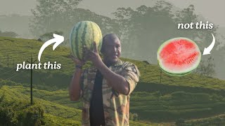 Watch This Before You Plant Watermelons 🍉 [upl. by Kcerb]