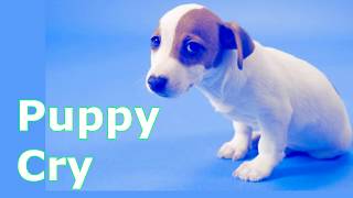 Puppy Crying Sound  Dog Crying Sound Effect to Stimulate Your Dog [upl. by Almita]