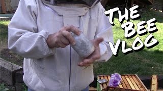 More Mite Counts  Bee Vlog 148  Aug 23 2014 [upl. by Labaw]