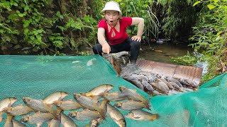 Fish trap  a simple traditional way of trapping fish catching a lot of big fish [upl. by Oirifrop]