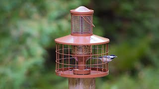 Mosloly Squirrelproof and Big Birdproof Bird Feeder A feeding paradise for small birds [upl. by Martinez]