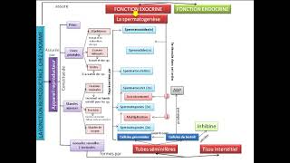 La fonction reproductrice chez lhomme [upl. by Obellia]