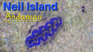 Maxima Clam fauna changes colour when touchedNeil Island Andaman ExplorerentertainerTia1176 [upl. by Anaehr76]