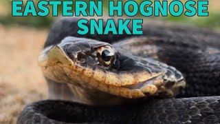 This DEAD Eastern hognose snake CAME BACK TO LIFE [upl. by Teece863]