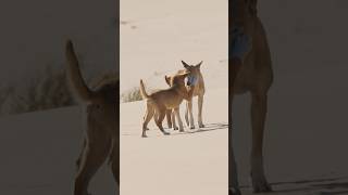 Dingoes have complex pack structures that are crucial to their survival [upl. by Soble]