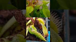 pitcher plant carnivorous plantcarnivorousplants sciencecarnivorous plant fly trap [upl. by Ethan890]