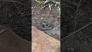 Massasauga rattlesnake flipped under plywood [upl. by Aimar]