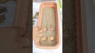 How to grow Gladiolus bulbs shorts garden winter gardening youtubeshorts [upl. by Verity]