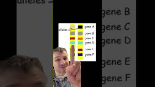 Genes vs Alleles [upl. by Pangaro]