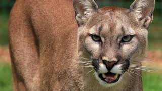 Mountain Lion Snarls and Growls Sound Effect [upl. by Natica618]