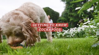 All About Pets  Getting to know Cockapoos [upl. by Alema]