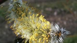 The amazing beauty and variety of willow Catkins [upl. by Munafo739]