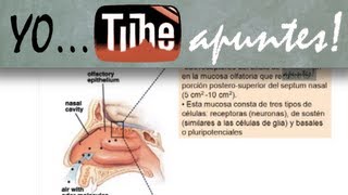 Fisiología del sistema nervioso Gusto y olfato [upl. by Ardme]